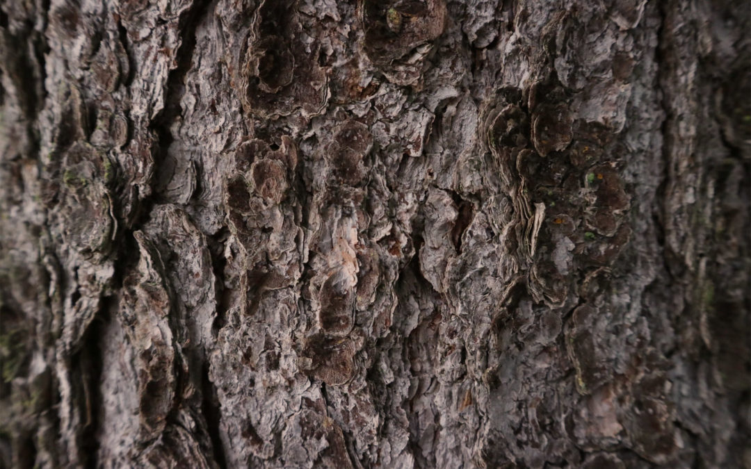 Supplied by Mother Nature: the Best Tree Bark-Based Beauty Products